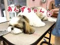 あんずちゃんのトリミングの様子♪【大阪 旭区 カット シャンプー ペットサロン シーズー】