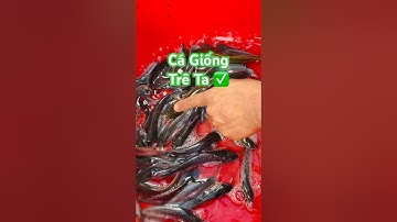 ✅ Giống Cá Trê Ta mẫu 150 con giao toàn Miền Bắc #cágiống Nam Định 0941128679 #trêta @catrevietnam