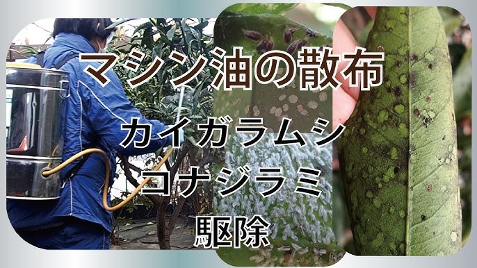 カイガラムシの対策 コメリhowtoなび Youtube カイガラムシの対策 コメリhowtoなび Youtube