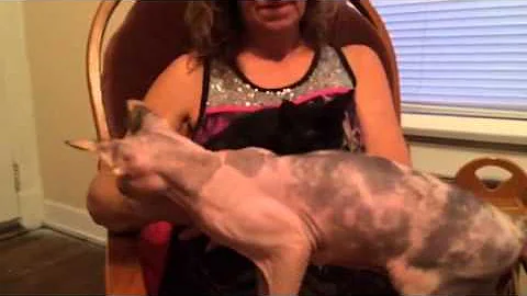 Video 8393231: sphynx kitten hairless cat, sphynx cat breed, amazing sphynx cat, sphynx cattery