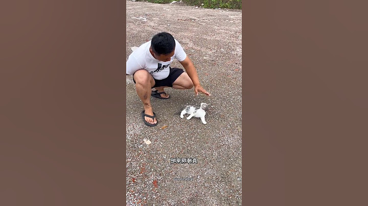 this cute little kitten wanted to be adopt #shortsvideo