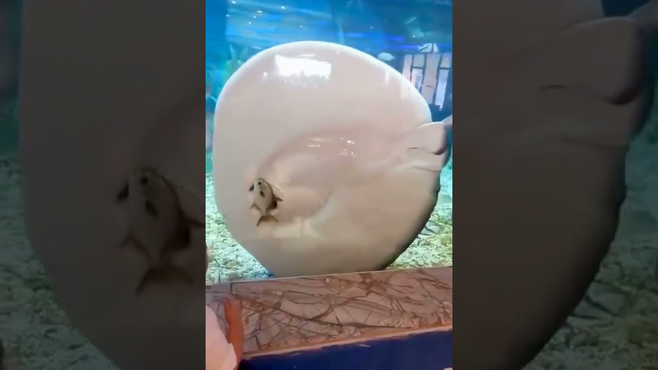 In N Out Shorts Animals Funny Viral Stingray