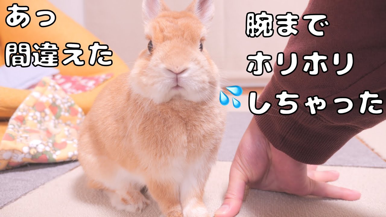 Mugi accidentally dug the owner's arm — his reaction was too cute