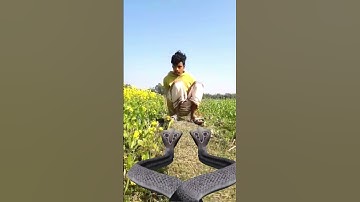 Nagin Snake vfx magic video | Cobra vfx viral video | kinemaster editing | By Vfx shanto