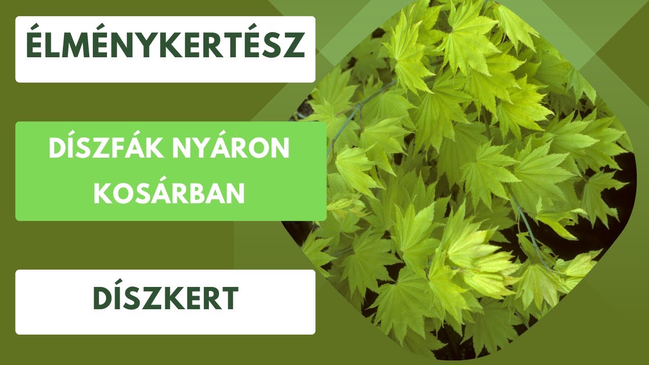Díszfák kosárban🌳