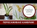 Как Пересадить Орхидею Камбрию: Как отличить Гнилые Корни