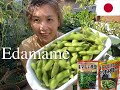 GARDEN VLOG EP.30 Grow Edamame [Black & White Soybeans] in Containers on Balcony