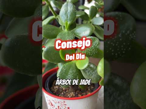 Video: Problemas con las plantas de jade: ¿por qué mi jade se ha debilitado?