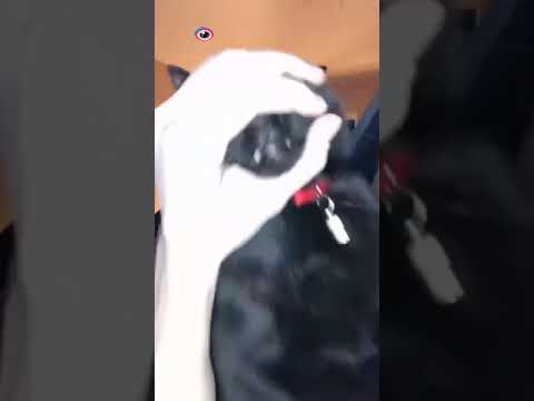 Funny Black Cat singing