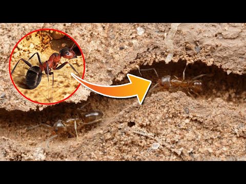 Sand Ants Digging Tunnels Maze House - Time Lapse