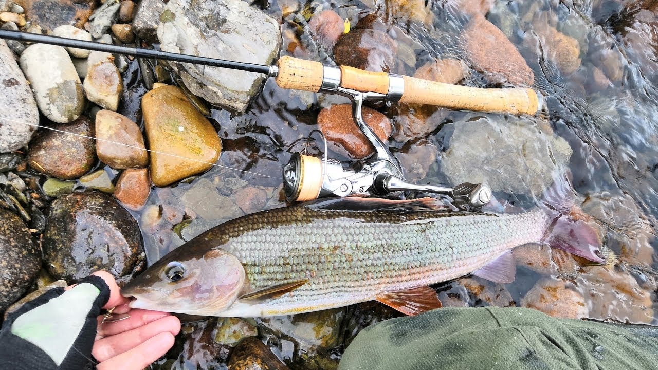 река шаква пермский край рыбалка. рыбалка на хариуса летом. хариус восточно сибирский. сибирский хариус. икра хариуса.