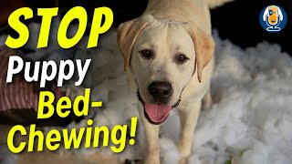 Help! How Do I STOP My Puppy Chewing And Destroying Their Bed? by Dogs That 3,056 views 2 months ago 3 minutes, 41 seconds