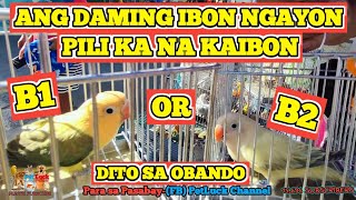 LOVEBIRDS UPDATE TAYO NGAYON DITO SA OBANDO ANG DAMING IBON