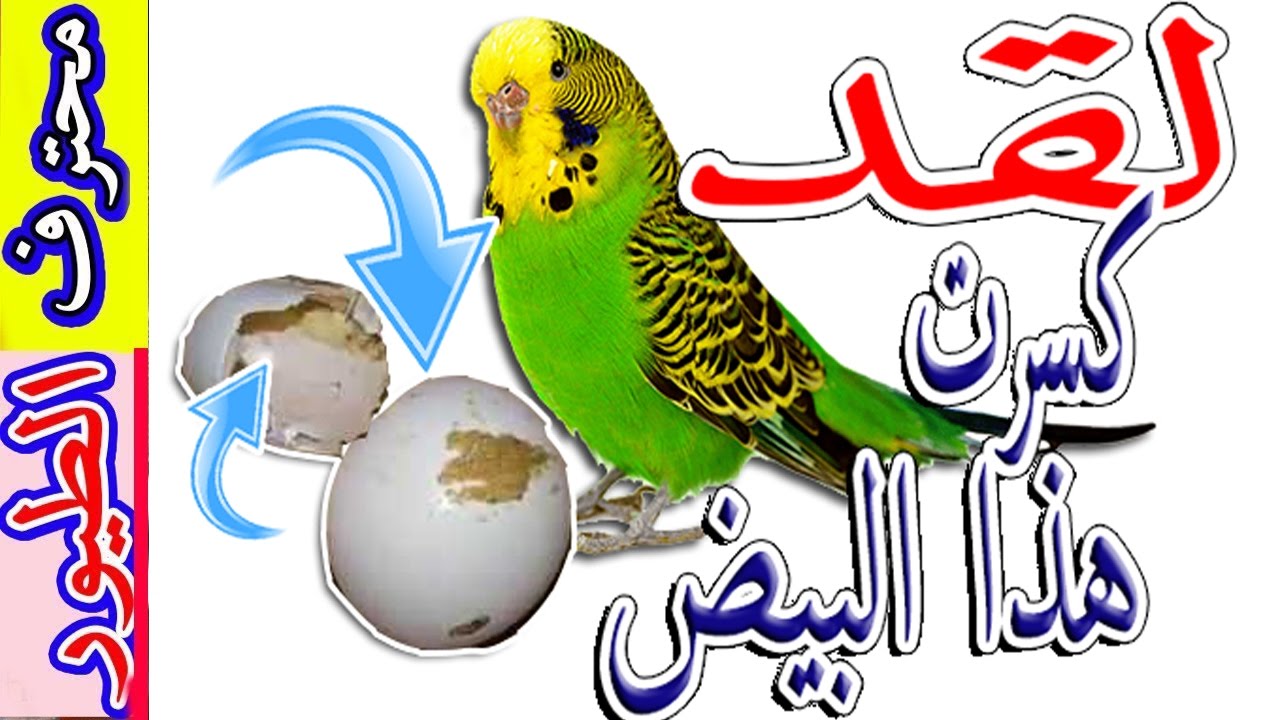 لمادا انثى البادجي تكسر بيضها Why the female Budgie break her eggs