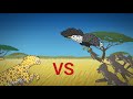 Leopard vs baboon vs eagle animation