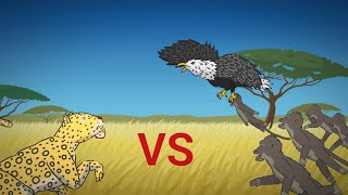 LEOPARD VS BABOON VS EAGLE ANIMATION