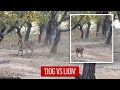 Amazing News Dog VS Lion