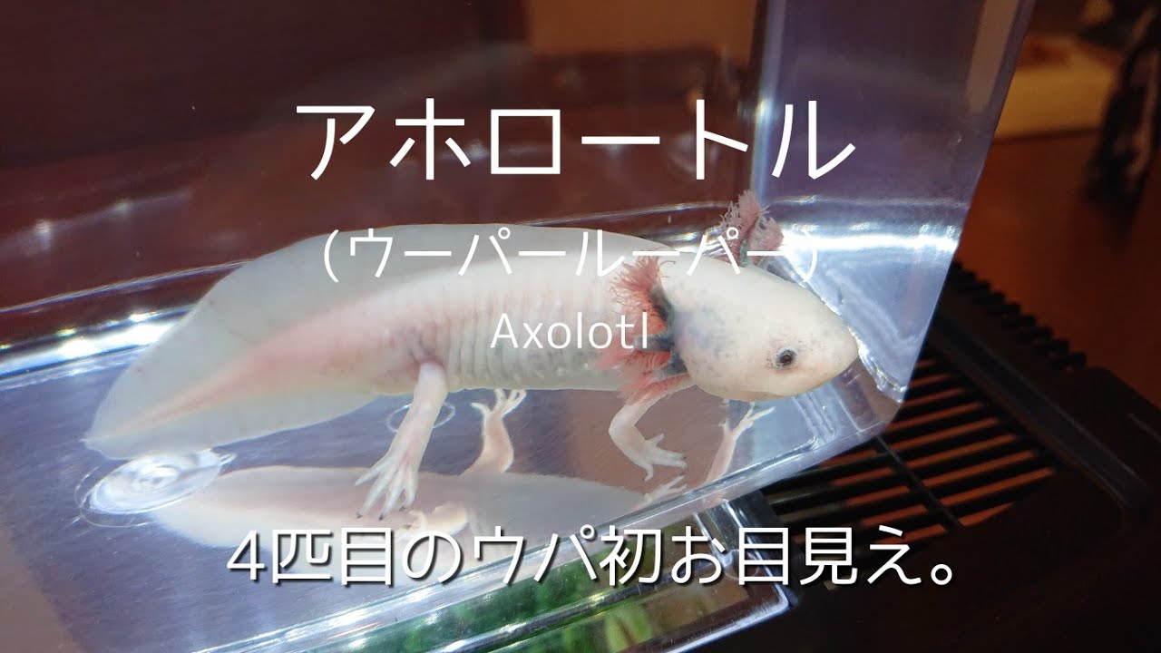 アホロートル No 150 4匹目のウーパールーパー Axolotl Youtube