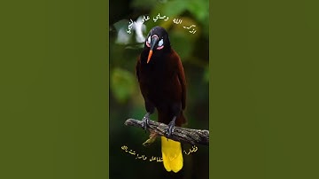 ﴿اذْهَبْ إِلَى فِرْعَوْنَ إِنَّهُ طَغَى﴾ رسالة مؤثرة تهزّ القلوب 💔📖#ماهر_المعيقلي #تلاوة_خاشعة