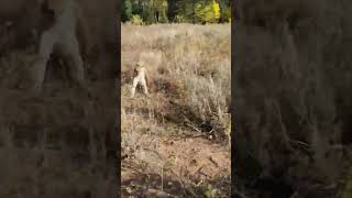 Mountain Lion Attacks