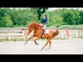 Milo The Mischievous Rescue Horse| Best Moments