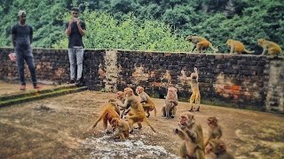 Angry Monkey Attack On Me And My Friend Monkeys Vs The Boys Fight Seen Funny Video