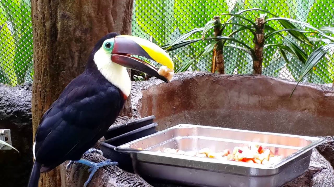 Un tucán comiendo YouTube Un tucán comiendo YouTube