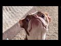 Funny dogs #12 - Смешные собаки, приколы с собаками (Coub, TikTok)