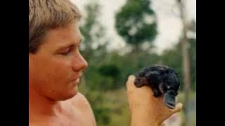 Tribute to Steve Irwin