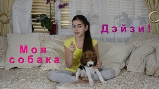 Моя собака! Мне подарили собаку! Моя собака! Мне подарили собаку!