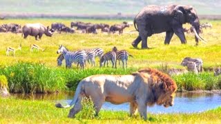 Jungle Wildlife In 4K - Animals That Call The Jungle Home | Rainforest | Scenic Relaxation Film