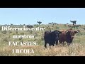 Diferencias entre ENCASTES:URCOLA