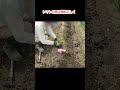 【ミニトマトの定植】 50センチ間隔で植えて、風通しを良くして収穫を増やそう #shouts #ミニトマトの定植 #ミニトマト栽培 #トマト栽培
