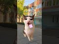 Eu era essa criança 😂#naoflopa #gatos #capcut #shorts #memes #viralshorts #vaipraforyou
