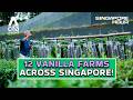 Meet The Couple Bringing REAL Vanilla To Singapore | Singapore Hour