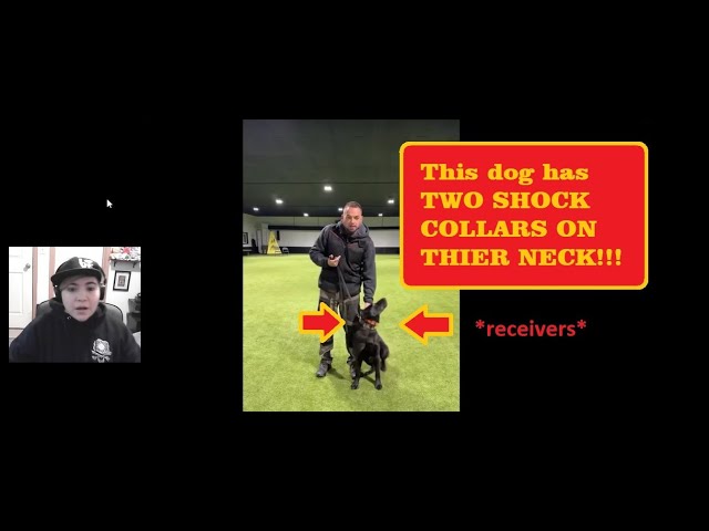 Multiple Collars Meme Shock Collar Memes This Could Make Things Interesting Tonight Funny
