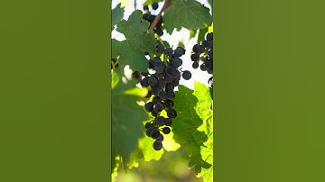 Harvesting at Danza del Sol