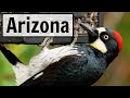 Arizona  live bird feeder camera