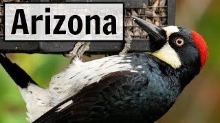 Arizona  LIVE Bird Feeder Camera