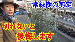 【常緑樹剪定教えます】初心者でも今すぐできる方法です。【ガーデニング】【ソヨゴ】【オリーブ】【シマトネリコ】