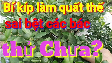 Bí kíp làm quất cảnh, quất thế sai bệt các bác chuyên trồng quất cảnh, quất tết dấu nhẹm | #AlibabaH