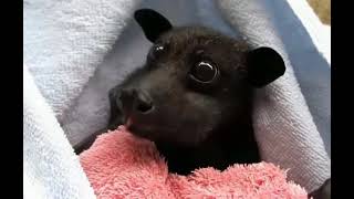 Update adorable Cute bat 