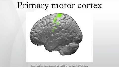 Primary motor cortex