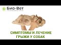 Грыжа У Собаки & Симптомы И Лечение Грыжи У Собак. Ветклиника Био-Вет