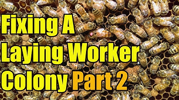 Fixing A Laying Worker Colony Part 2 (Mated Queen)