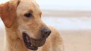 Labrador Retriever! Why Labradors Are The BEST Dog Breeds In The World!