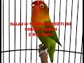 Perawatan Burung Lovebird Sebelum Lomba