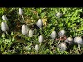 Foraging LOADS of Shaggy Ink Caps! Vlog