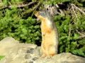 Columbian Ground Squirrel Glacier Park High line Trail