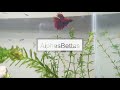 Beginning of video